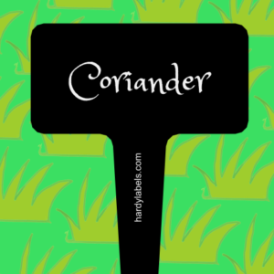 This shows the black and white label with Coriander written in the Princess Sofia font