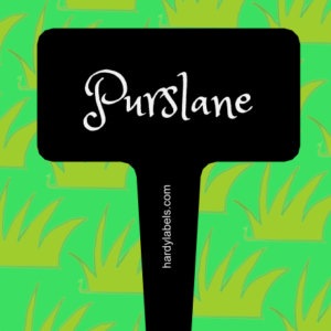 This shows the black and white label with Purslane written in the Princess Sofia font